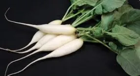 Heirloom Organic Short Top White Icicle Radish Seeds